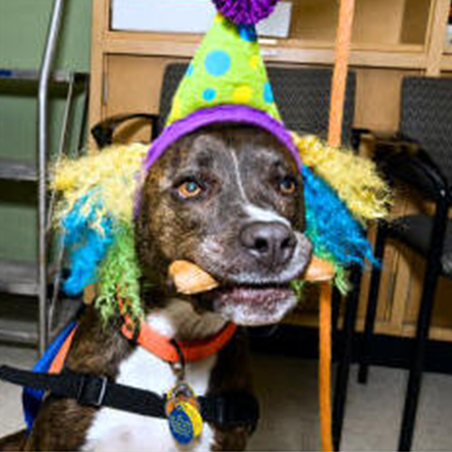 Pig, Therapy dog dressed as a clown with a bone in his mouth